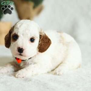 Dixie F1B, Cavapoo Puppy